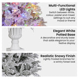 Christabelle 2.3m Christmas Tree Potted Alpine Fir with Pre Lit Multi-Colour LED Lights